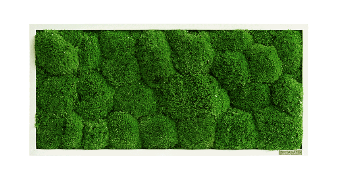Mechový obraz z kopečkového mechu 57x27