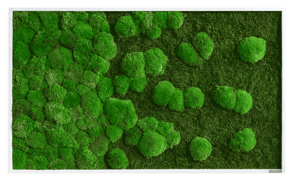 Mechový obraz přechodu kopečkového mechu v lesní mech 100x60