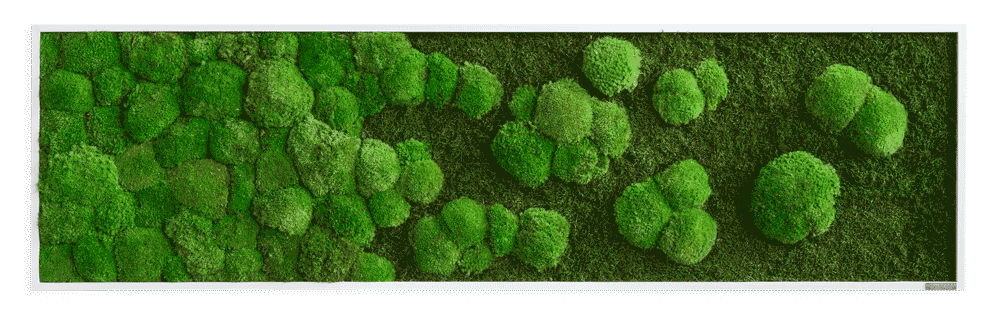 Mechový obraz přechodu kopečkového mechu v lesní mech 140x40